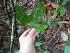 Tetrastigma curtisii
