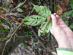 Tetrastigma curtisii