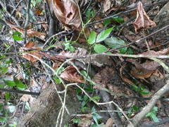 Tetrastigma curtisii