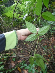Tetrastigma curtisii