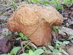 Calvatia boninensis