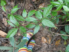 Tetrastigma curtisii