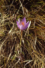Crocus ligusticus