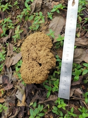 Calvatia boninensis