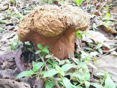 Calvatia boninensis