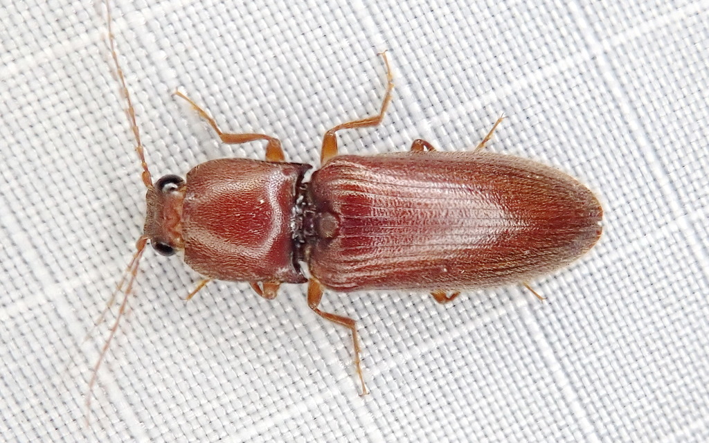 Hemicrepidius bilobatus