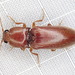 Hemicrepidius bilobatus - Photo (c) Paul Bedell, some rights reserved (CC BY-SA), uploaded by Paul Bedell