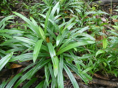 Pandanus amaryllifolius