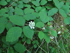 Rubus cardiophyllus