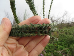 Aspalathus cephalotes cephalotes