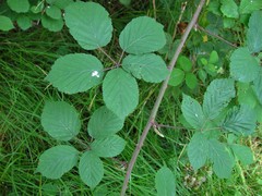 Rubus cardiophyllus