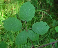 Rubus cardiophyllus