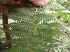 Alsophila latebrosa