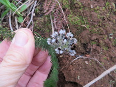 Aspalathus cephalotes cephalotes