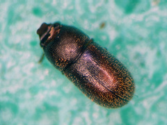 Cis bilamellatus