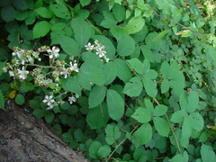 Rubus bartonii
