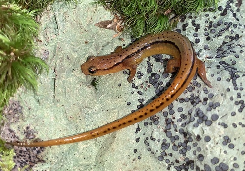 Blue Ridge Two-lined Salamander