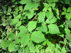 Rubus bartonii