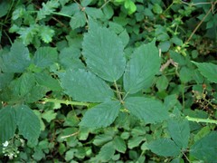 Rubus lindleianus
