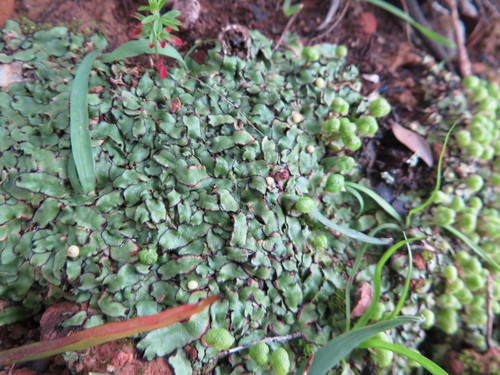Image of Asterella marginata by (c) linkie, some rights reserved (CC BY)