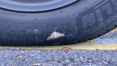 Cydalima perspectalis