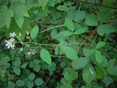 Rubus lindleianus