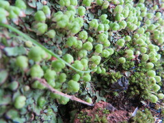 Asterella marginata