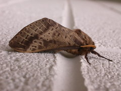 Oxycanus