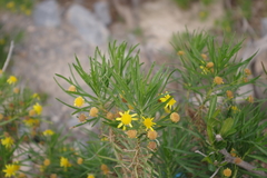 Euryops arabicus