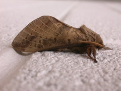 Oxycanus