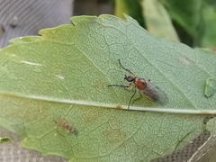 Dilophus bispinosus