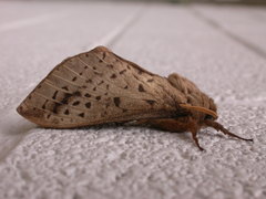 Oxycanus