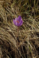 Crocus ligusticus