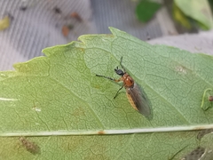 Dilophus bispinosus