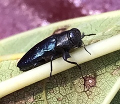 Chrysobothris analis