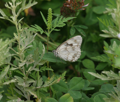 Melanargia halimede