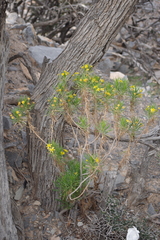 Euryops arabicus