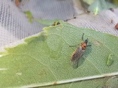 Dilophus bispinosus