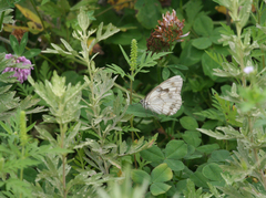 Melanargia halimede