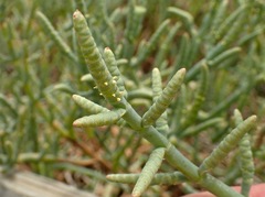 Arthroceras subterminale