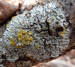 Phaeophyscia hirtella