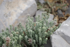 Teucrium mascatense