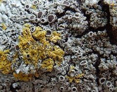 Phaeophyscia hirtella