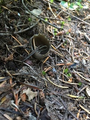 Dissingia leucomelaena