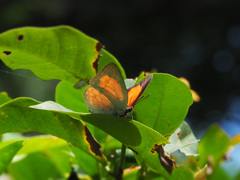 Curetis santana