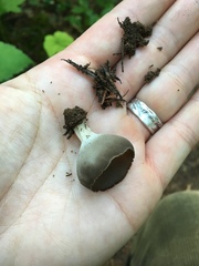 Dissingia leucomelaena