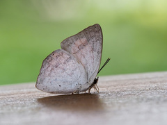 Curetis santana