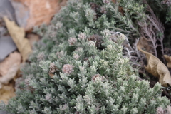 Teucrium mascatense