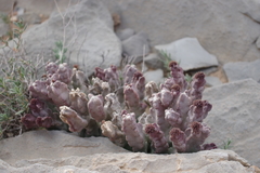 Desmidorchis arabica