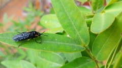 Adurgoa gonagra